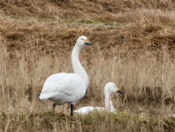 2024年1月22日(月) 加賀市の野鳥観察記録