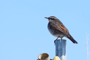 Dusky Thrush 塩浜三番瀬公園 Sat, 2/3/2024