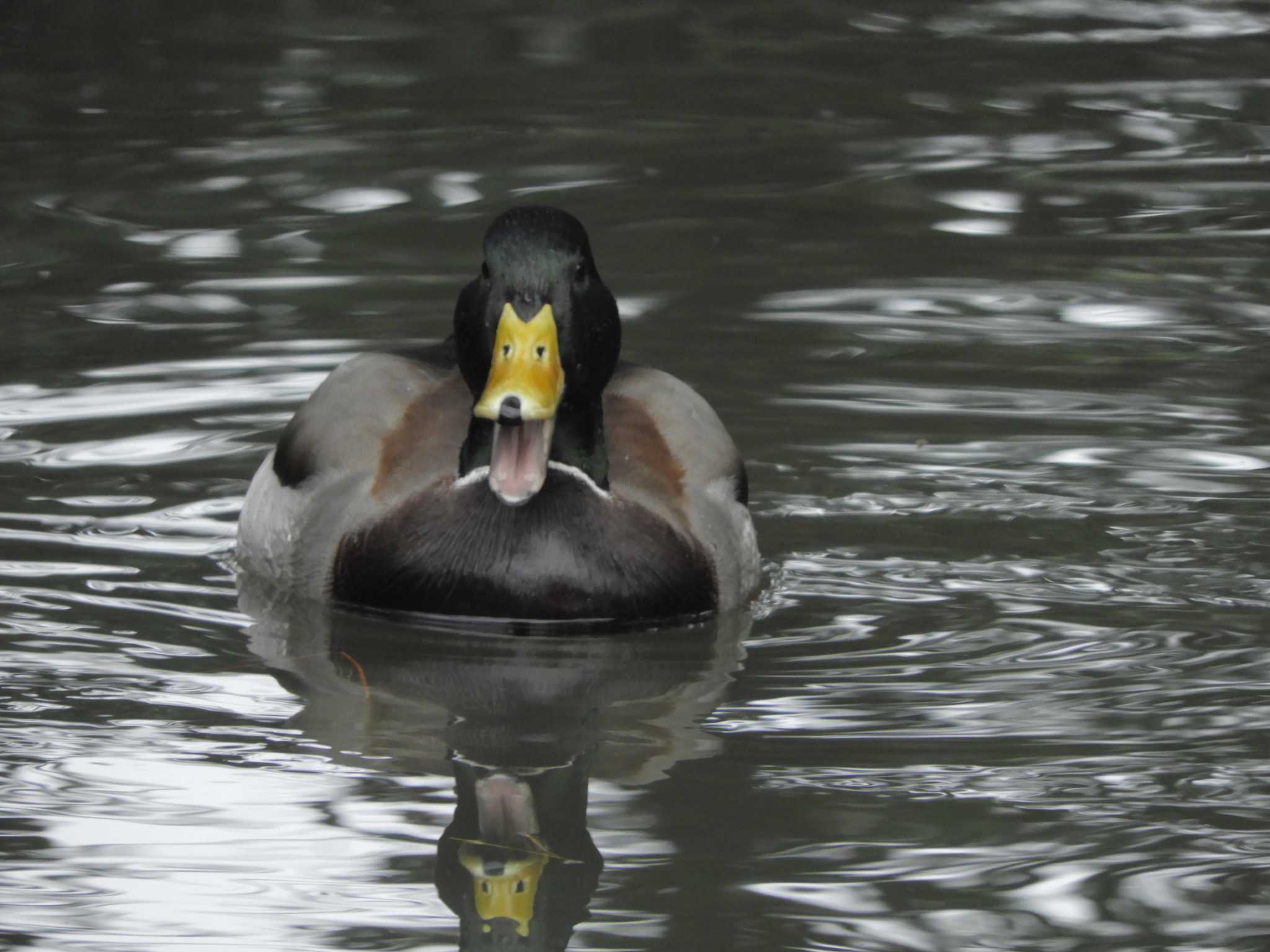 Photo of Mallard at 栗林公園 by maru