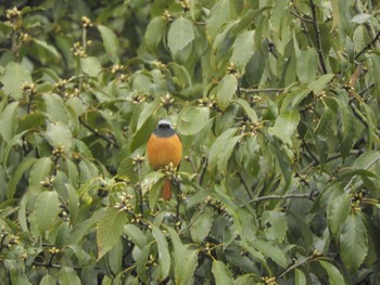 Daurian Redstart 栗林公園 Sun, 12/31/2023