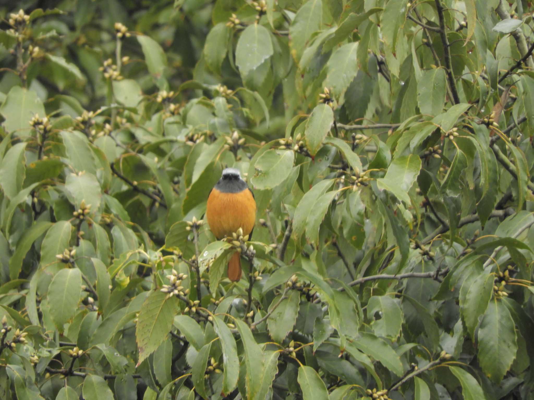 Daurian Redstart