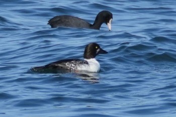 Common Goldeneye 日の出三番瀬沿い緑道 Sat, 2/3/2024