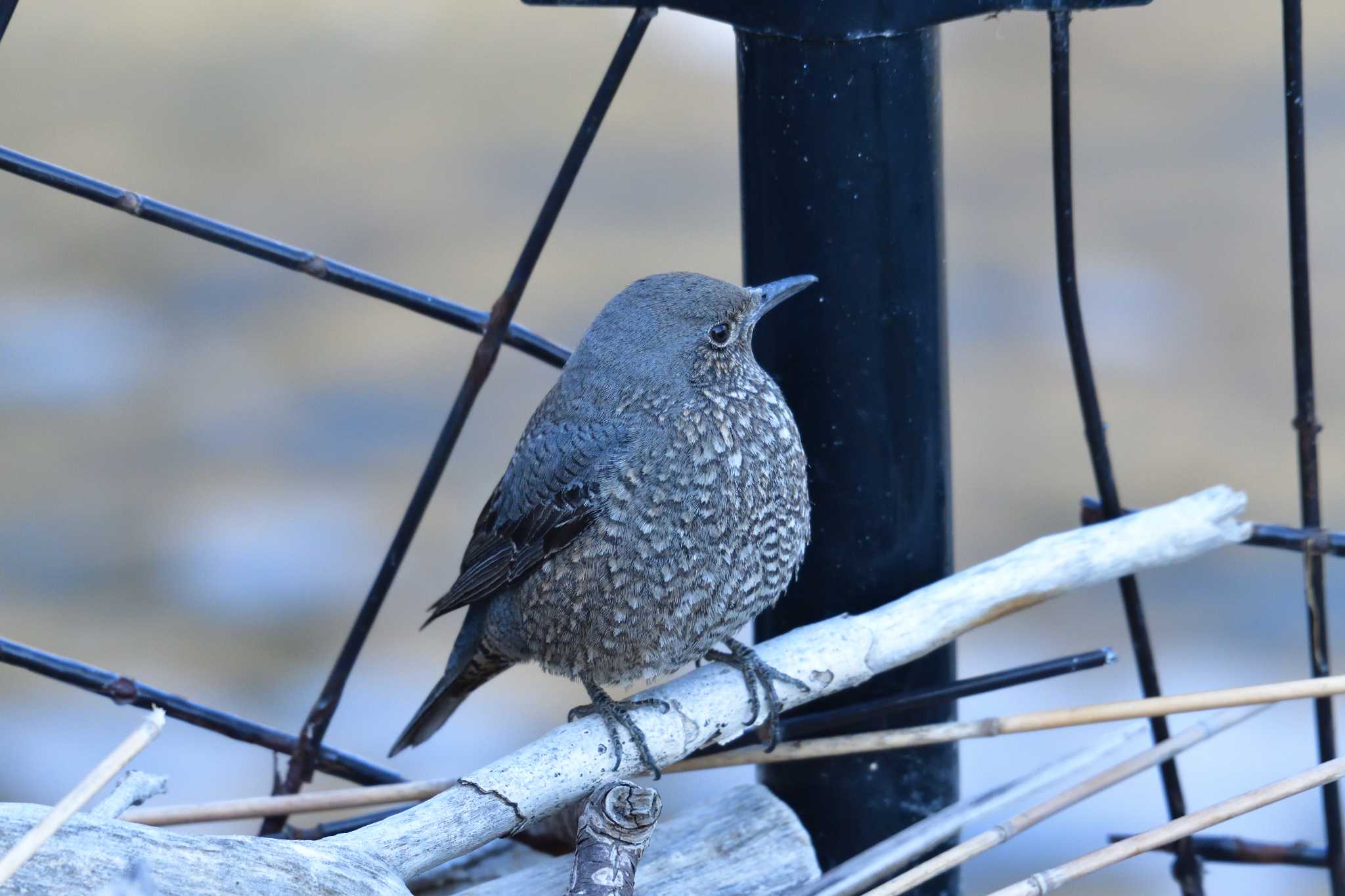 東京港野鳥公園 イソヒヨドリの写真 by 80%以上は覚えてないかも