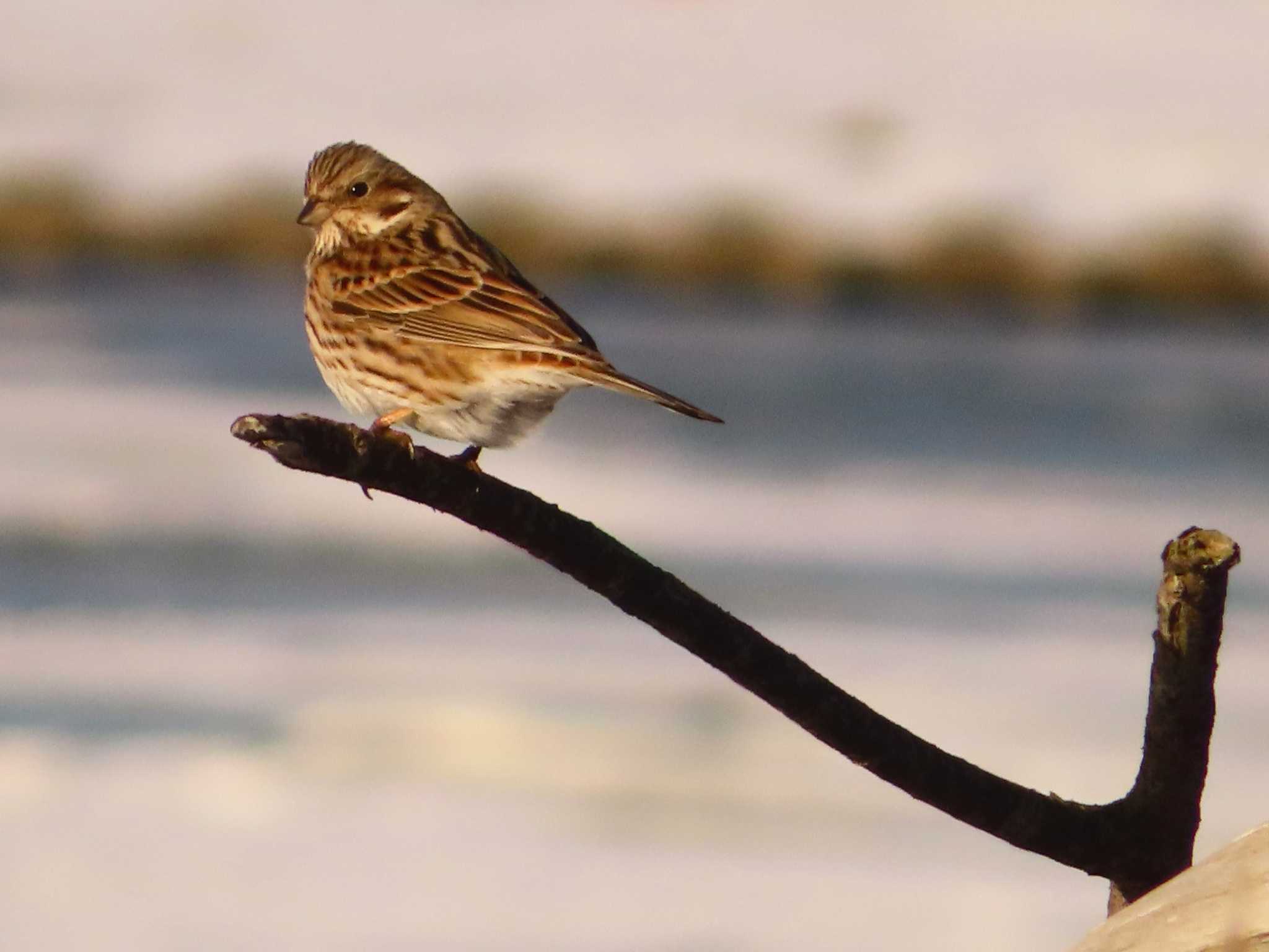 Pine Bunting