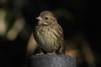 Masked Bunting 黒川清流公園 Sat, 2/3/2024