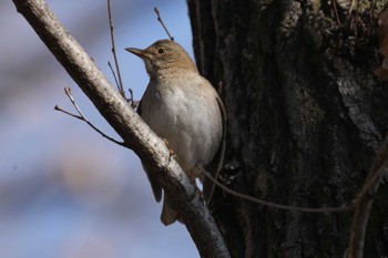 Pale Thrush 黒川清流公園 Sat, 2/3/2024