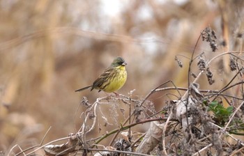 アオジ 淀川河川公園 2024年2月3日(土)