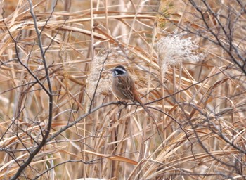 Meadow Bunting 淀川河川公園 Sat, 2/3/2024