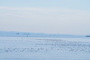 スズガモ 塩浜三番瀬公園 2024年2月3日(土)