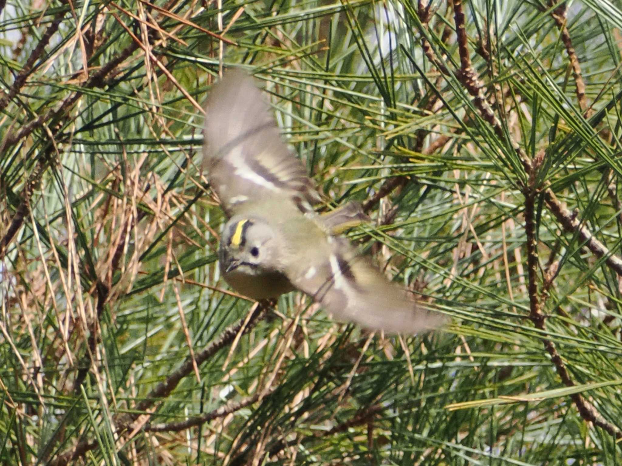 Photo of Goldcrest at 再度公園 by 摩耶山55