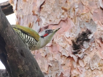 Japanese Green Woodpecker 再度公園 Sat, 2/3/2024