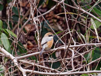 2024年2月1日(木) 横浜市立金沢自然公園の野鳥観察記録