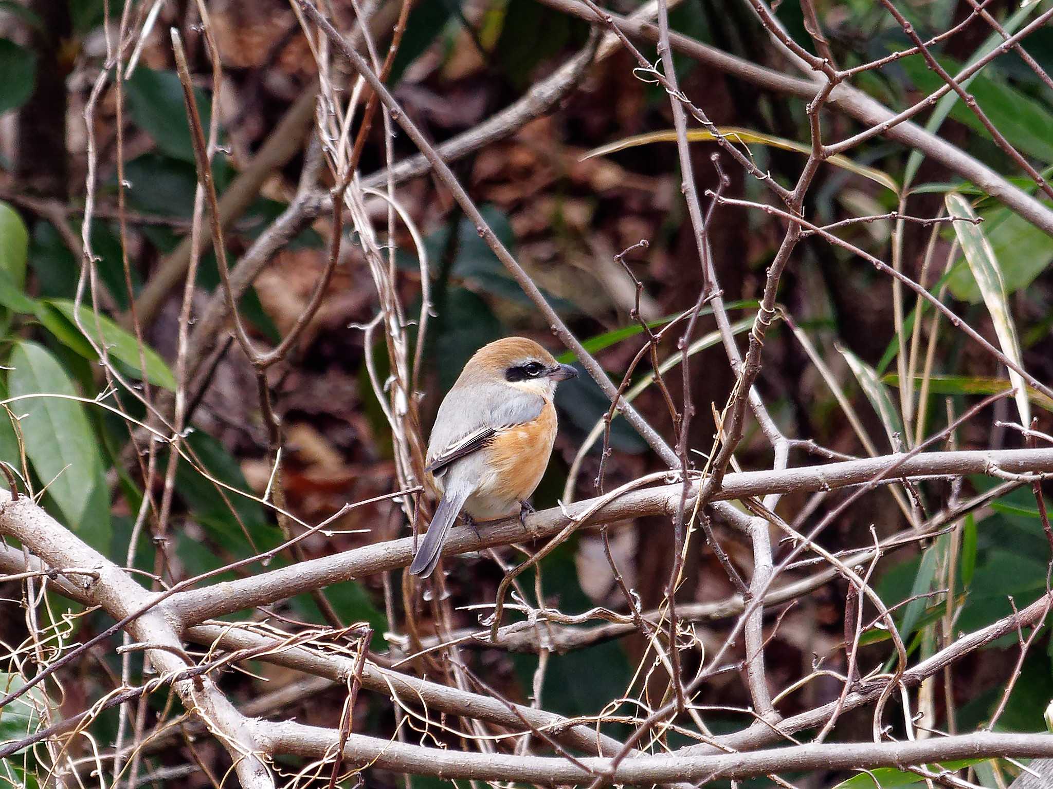 Bull-headed Shrike