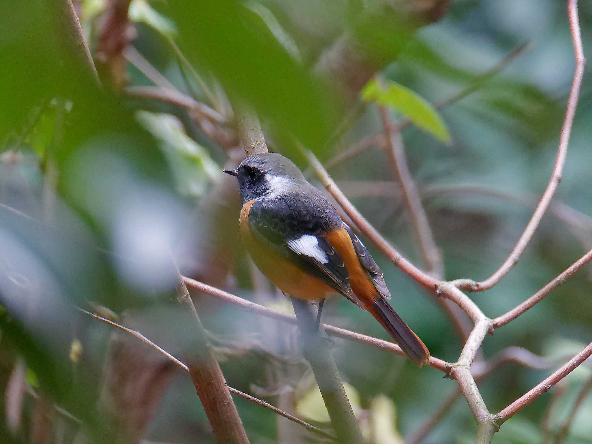 Daurian Redstart