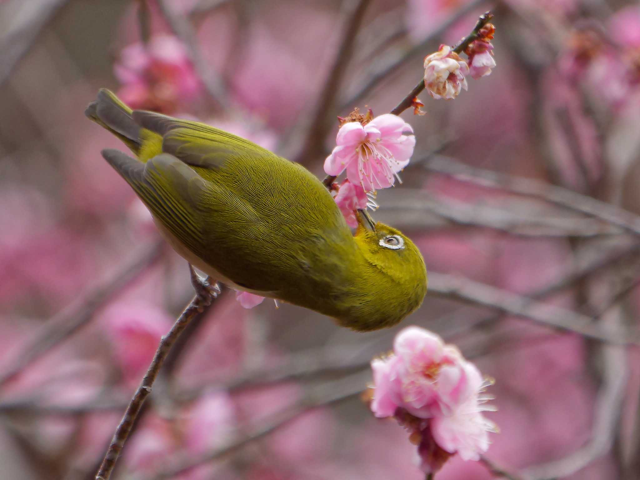 Photo of Warbling White-eye at 横浜市立金沢自然公園 by しおまつ