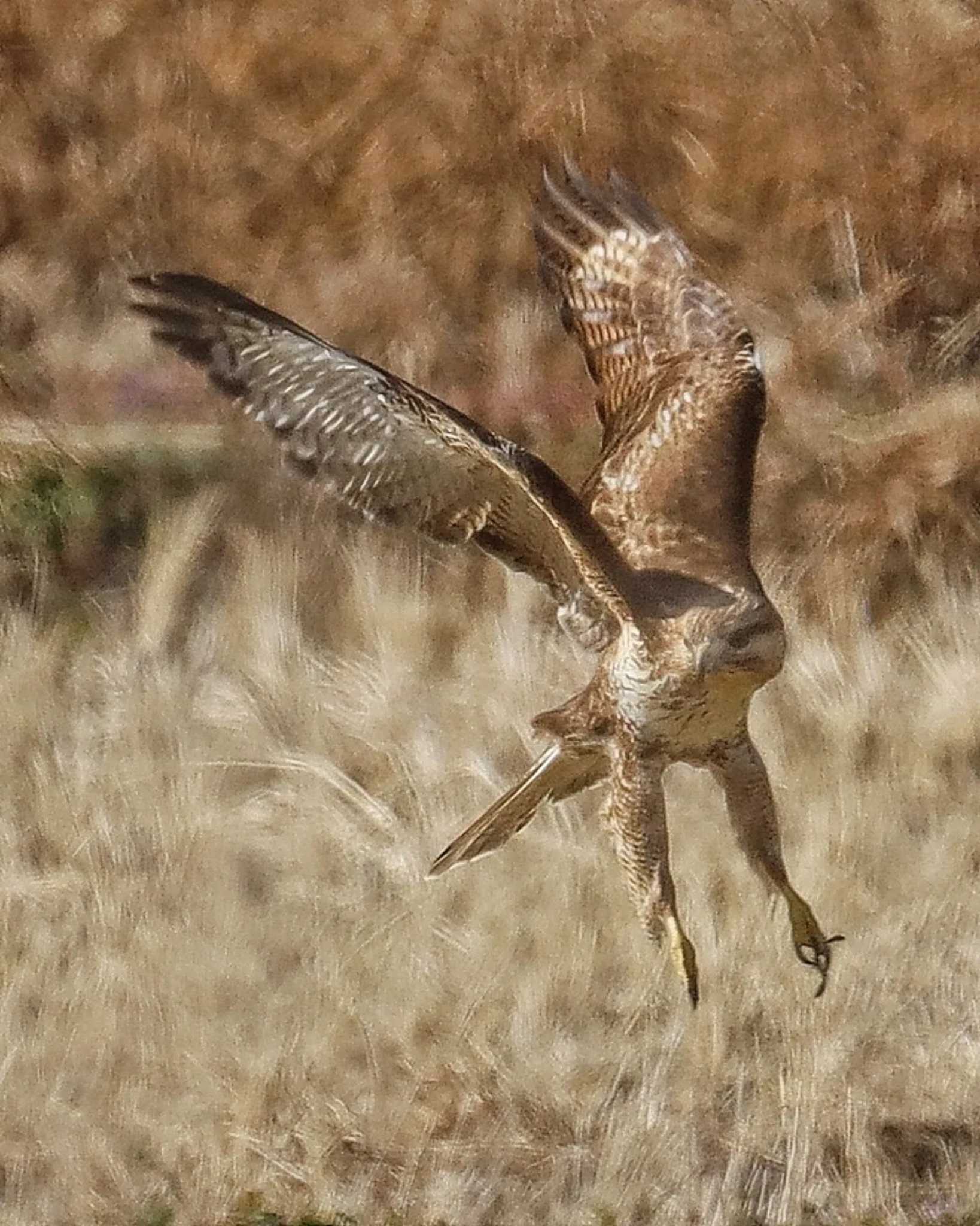 Photo of Eastern Buzzard at  by ruri