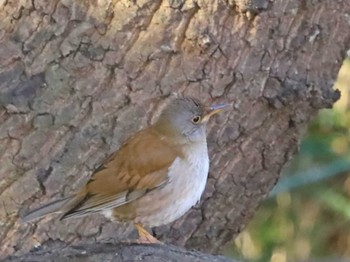 Pale Thrush Unknown Spots Wed, 1/24/2024