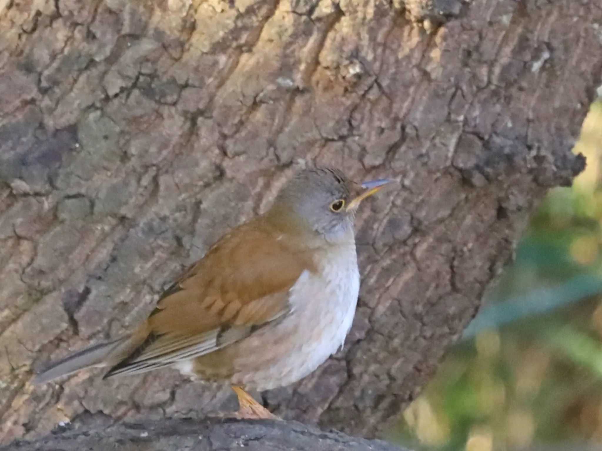 Photo of Pale Thrush at  by ruri