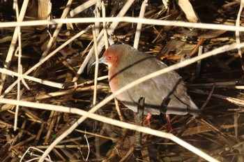 Ruddy-breasted Crake Unknown Spots Wed, 1/24/2024