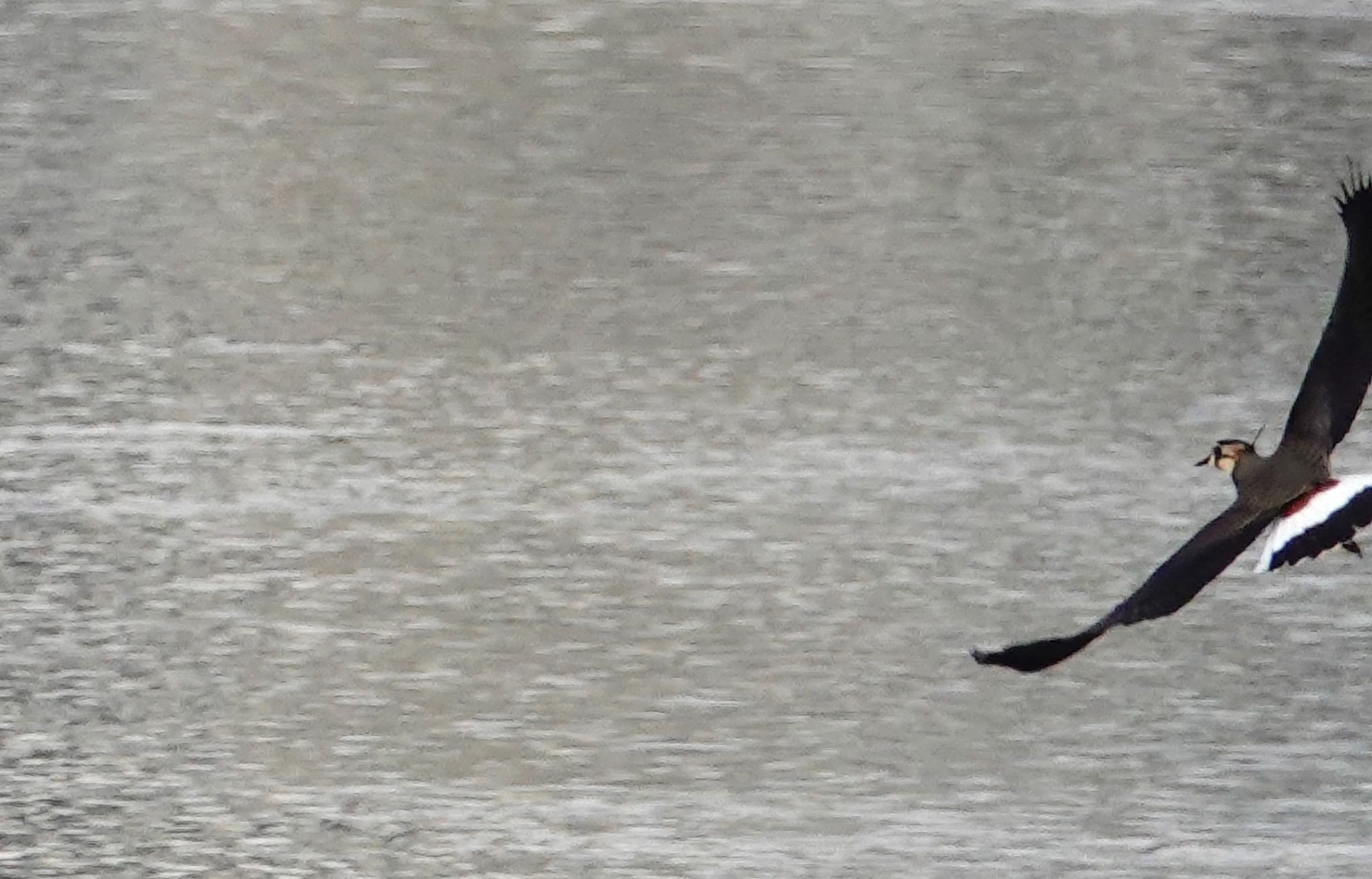 Northern Lapwing