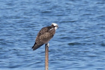 ミサゴ 塩浜三番瀬公園 2024年2月3日(土)