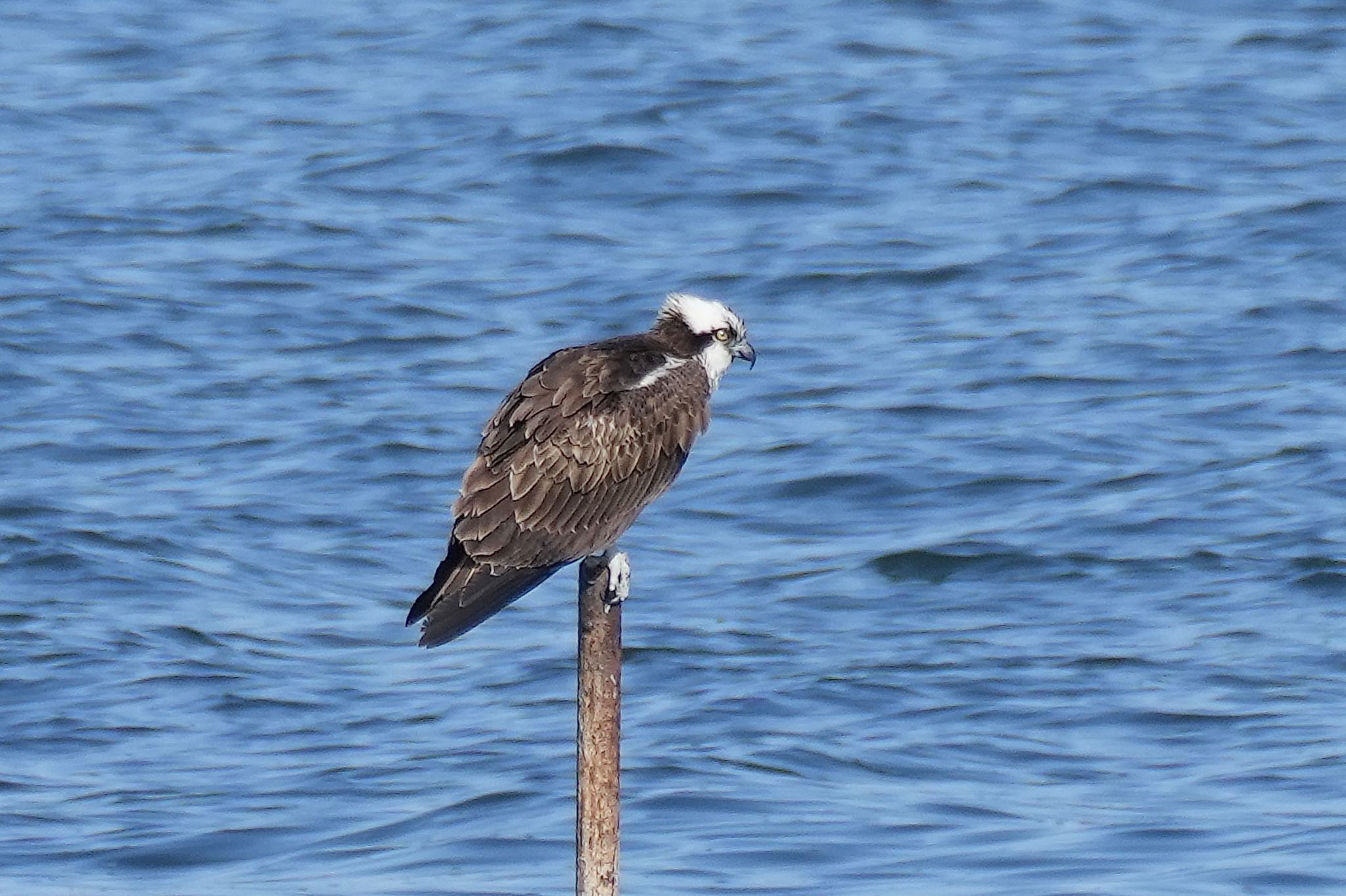 Photo of Osprey at 塩浜三番瀬公園 by あらどん