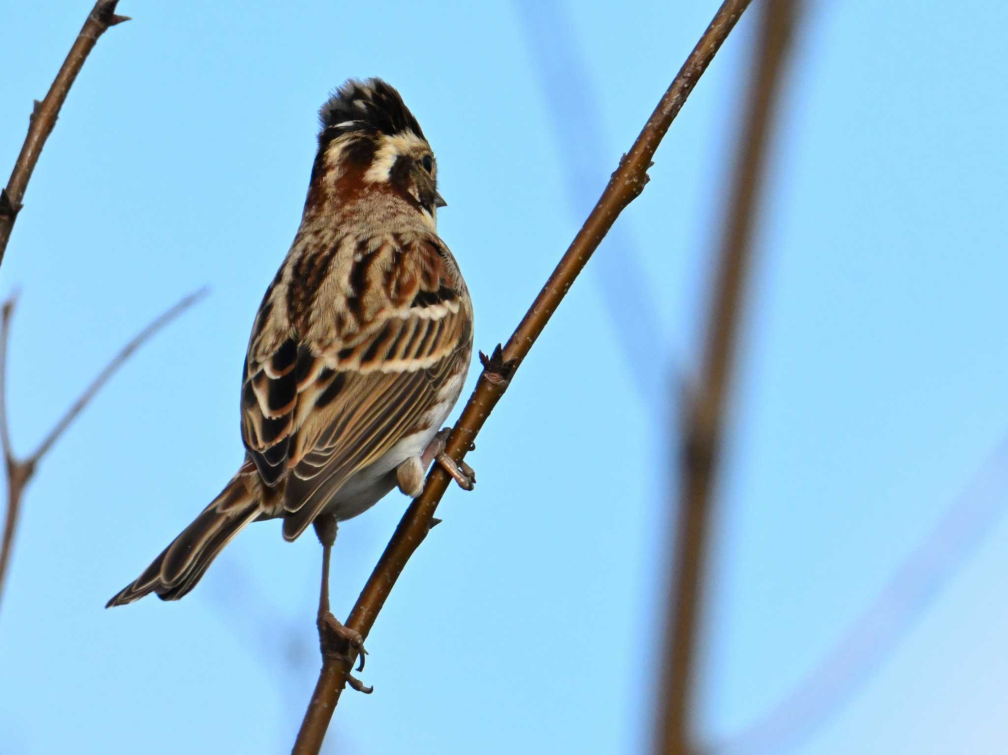 Rustic Bunting