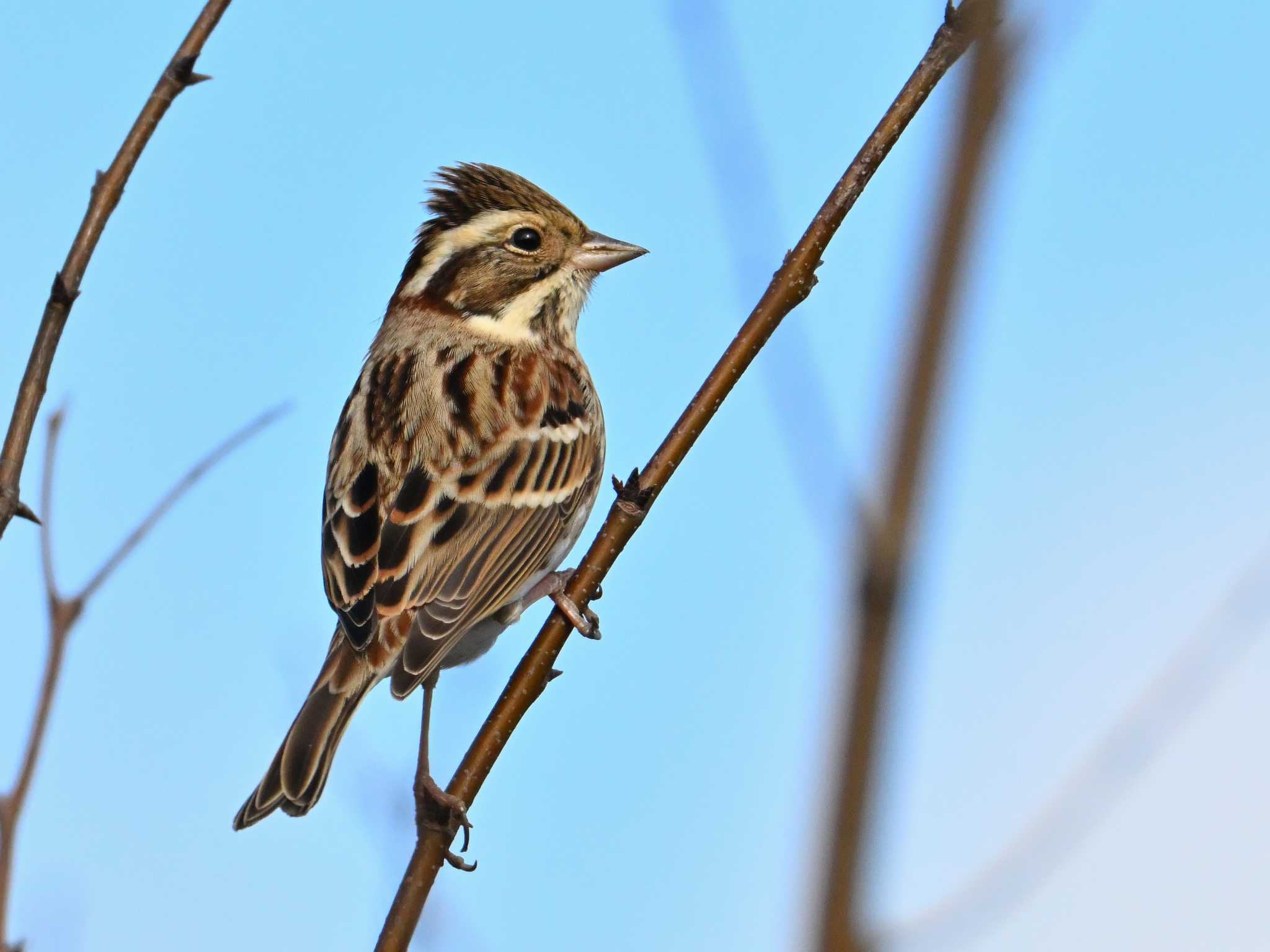 Rustic Bunting