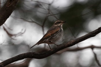 Dusky Thrush 泉の森公園 Sun, 1/28/2024