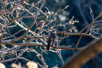 ツグミ 葛西臨海公園 2024年2月3日(土)