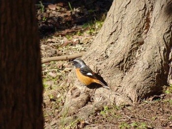 ジョウビタキ 菊田水鳥公園 2023年2月16日(木)