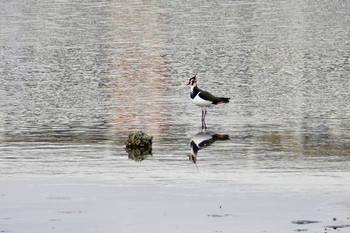 2018年11月18日(日) 谷津干潟の野鳥観察記録