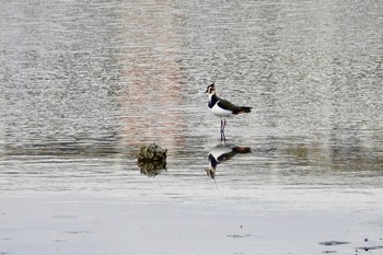 Sun, 11/18/2018 Birding report at Yatsu-higata