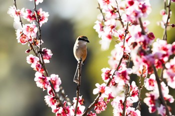 Bull-headed Shrike 大室公園 Thu, 2/1/2024