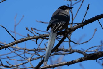 Azure-winged Magpie 泉の森公園 Sun, 1/14/2024