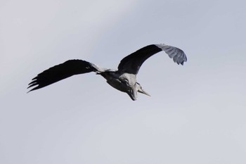 Grey Heron 泉の森公園 Sun, 1/7/2024