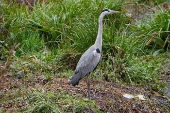 アオサギ 泉の森公園 2024年1月21日(日)