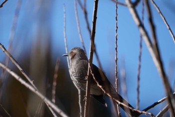 Brown-eared Bulbul 泉の森公園 Sat, 1/13/2024