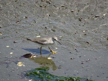 Grey-tailed Tattler Yatsu-higata Wed, 5/17/2023