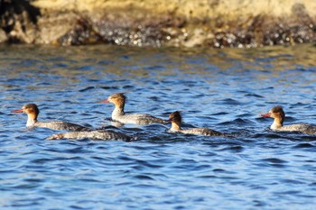 Red-breasted Merganser 城ヶ島 Sat, 2/3/2024