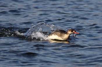 Red-breasted Merganser 城ヶ島 Sat, 2/3/2024