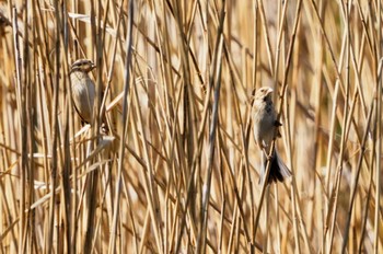 オオジュリン 東京港野鳥公園 2024年2月3日(土)