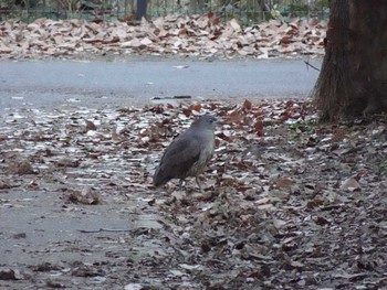 2024年1月8日(月) 水元公園の野鳥観察記録