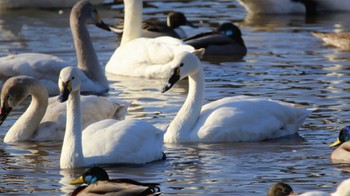 アメリカコハクチョウ 夏目の堰 (八丁堰) 2024年2月3日(土)