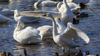 アメリカコハクチョウ 夏目の堰 (八丁堰) 2024年2月3日(土)