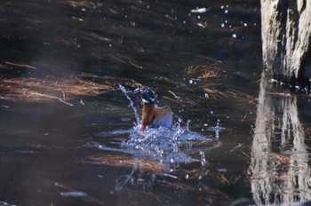 Common Kingfisher ＭＦ Sat, 1/27/2024