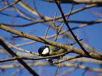 シジュウカラ 北総花の丘公園 2023年12月3日(日)