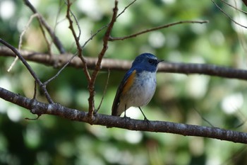 Red-flanked Bluetail 大町公園(市川市) Sat, 2/3/2024