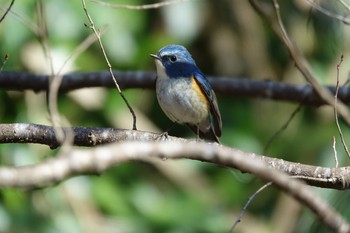 Red-flanked Bluetail 大町公園(市川市) Sat, 2/3/2024