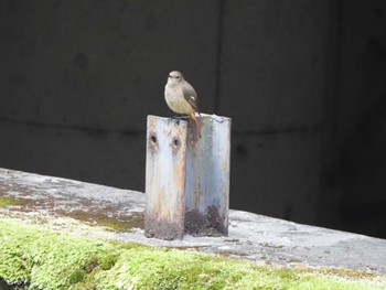 Daurian Redstart 哲学堂公園 Sun, 2/4/2024